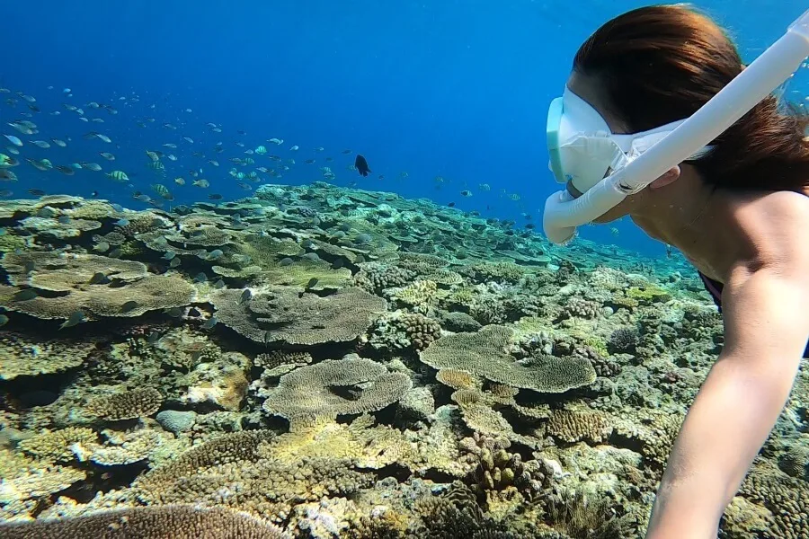 沖縄県北部・本部町のマリンショップCosmicOcean（コズミックオーシャン）のシュノーケリングツアー中のサンゴの写真